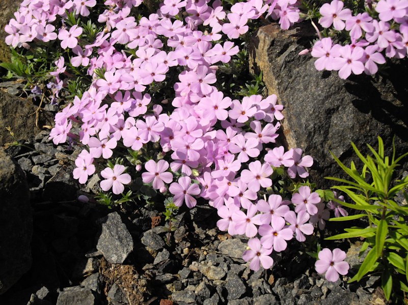 Phlox 'les ponts de Cé' photo